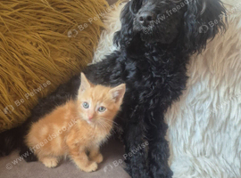 Maine coon x kitten