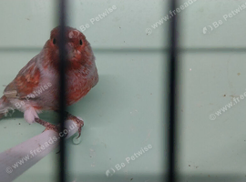 Red mosaic greywing for sale