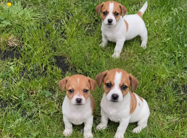 Jack Russel pups