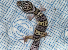 Young leopard gecko (Female) ready to leave in 1 week!