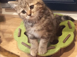 Scottish straight kittens looking for home
