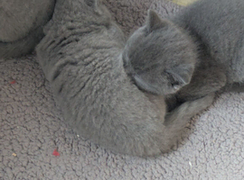 Amazing British blue kittens