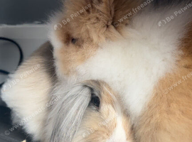2 rabbits