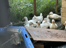 Call ducks