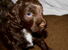 F2b Cockapoo Puppies - Exceptional Temperament &bull; Low COI &bull; Premium Puppy Pack included