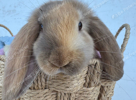 Giant pure bred French lop rabbits will be huge bunnies