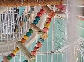 Female show budgie