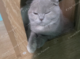 SCOTTISH FOLD FEMALE