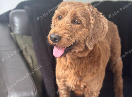 Daisy - 5 Year Old Labradoodle Seeking a Loving Forever Home