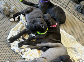 Whippet puppys