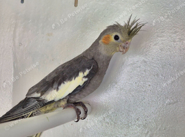 Semi tame young cockatiels