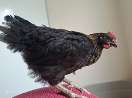 Three roosters 2 months old