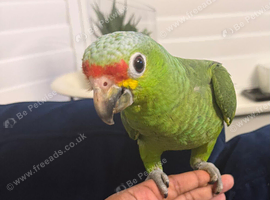 Handreard baby red lord Amazon for sale or px