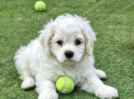 American cockerpoo f1b puppies