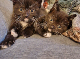 2 British shorthair x boys