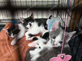 ADORABLE KITTENS LOOKING FOR THEIR FOREVER HOMES!