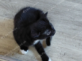 Kittens for sale