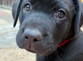 Labrador puppy for sale