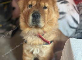 Bella