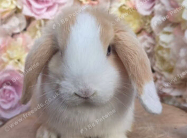 Female mini lop cream split
