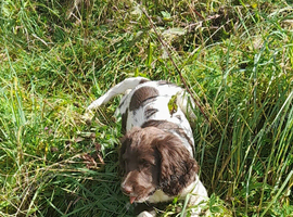 Gorgeous English Springer Spaniel Puppies