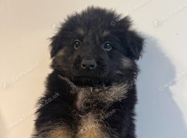 Kc reg German shepherd pups