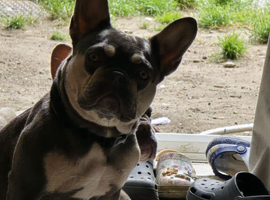 Frenchie girl