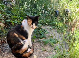 Adult calico cat
