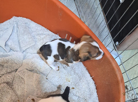 Jack russell