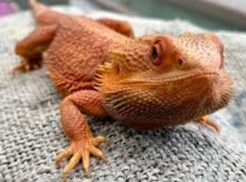 BEARDED DRAGON sub adult/adult wanted