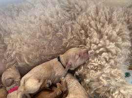 F2b Cockerpoo's 1 littke girl for sale and 1 boy