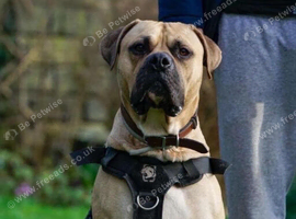 SHYLO &mdash; AFRICAN BOERBOEL STUD