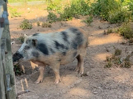 3 Juliana pigs 3 years old