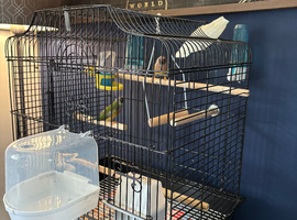 Pair of Gouldian finches
