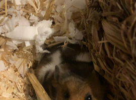 Female Hamster looking to be rehomed