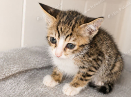 ONE MALE SAVANNAH BENGAL HYBRID KITTEN LEFT