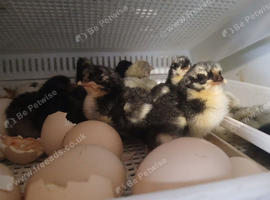 Day old pekin bantams