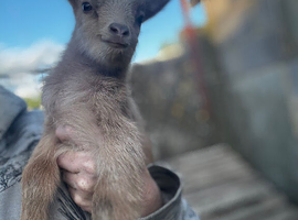 Beautiful Pygmy goats