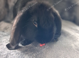 French lop x plush mini lop bunnies