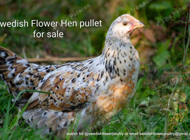 SWEDISH FLOWER HEN - VARIOUS PULLETS - RARE LANDRACE BREED
