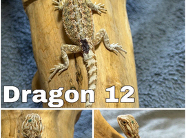 STUNNING BEARDIES LAST 2 LEFT