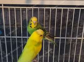 2 budgies