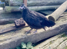 Marsbar pullets