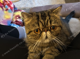 Exotic shorthair tabby male