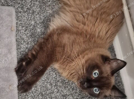 Male ragdoll for sale