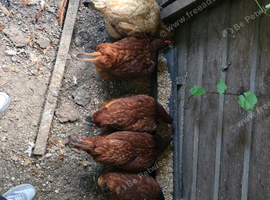Black tail hens