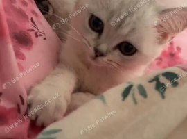BSH & Persian female kitten 3 months