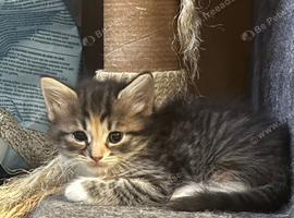 2 beautiful kittens