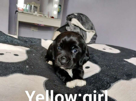 Beaglepoo puppies for sale