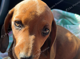 Miniature dachshund